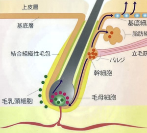 発毛の仕組みについて